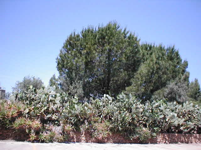 P6010036.JPG